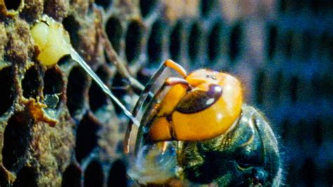 buddha bees and the giant hornet queen online